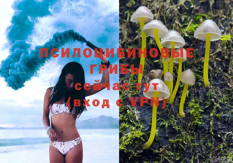 Псилоцибиновые грибы Psilocybe  где купить наркоту  Батайск 